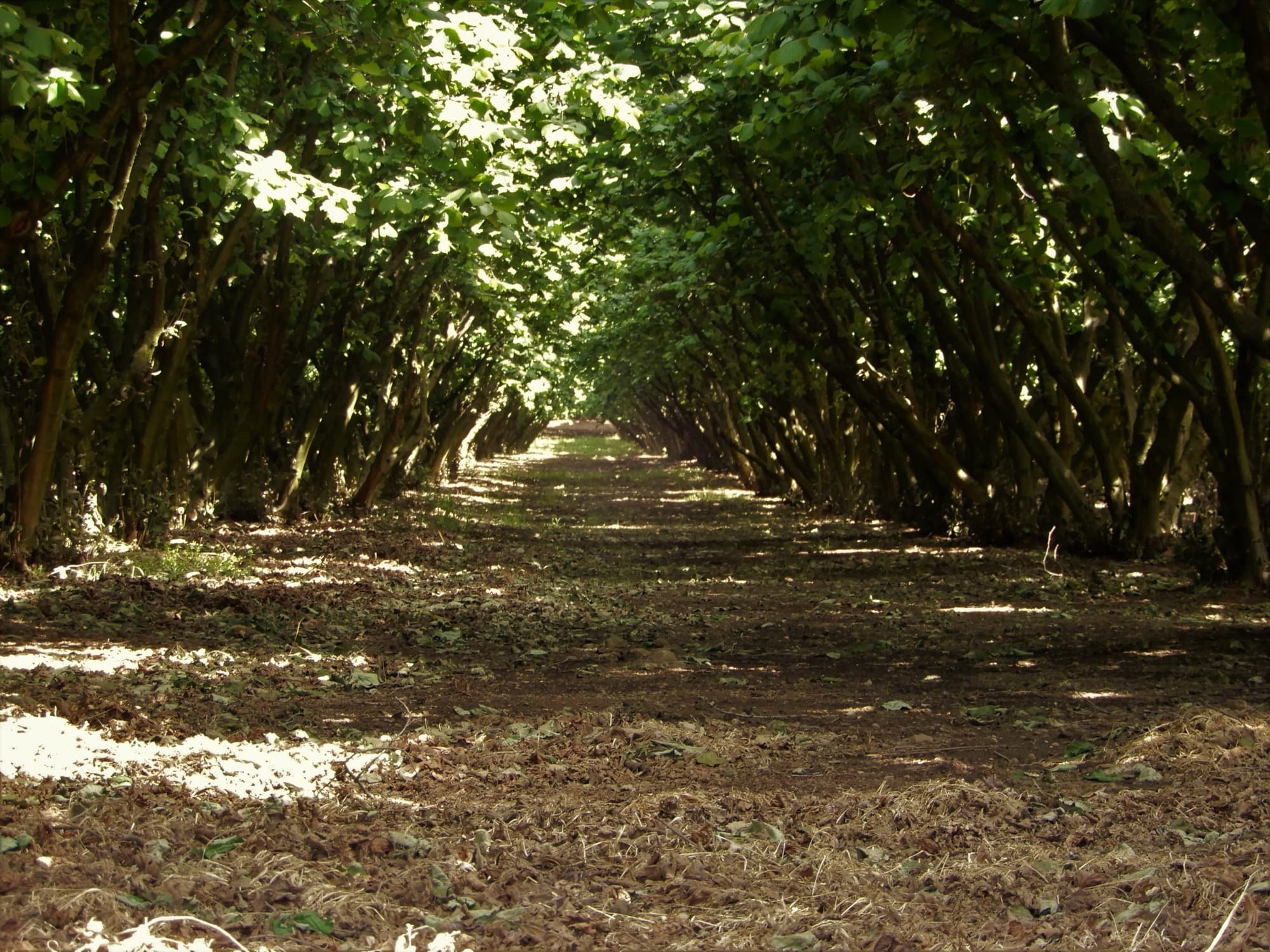 Noccioleto nel Vallo di Lauro